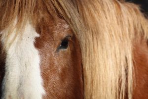 146091565_1713718972170647_9147798951076982184_n